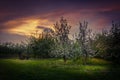 Blooming apple orchard and starry sky in Poland Royalty Free Stock Photo