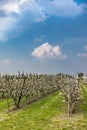 Blooming apple orchard in spring Royalty Free Stock Photo