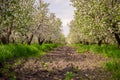 Blooming apple orchard in spring. Selective focus Royalty Free Stock Photo