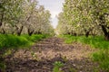 Blooming apple orchard in spring. Selective focus Royalty Free Stock Photo