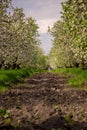 Blooming apple orchard in spring. Selective focus Royalty Free Stock Photo