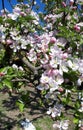 Blooming apple orchard in spring. Apple tree Royalty Free Stock Photo