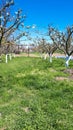 Blooming apple orchard in spring. Apple tree Royalty Free Stock Photo