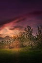Blooming apple orchard and starry sky in Poland Royalty Free Stock Photo