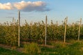 Blooming apple orchard. Trellis gardening Royalty Free Stock Photo