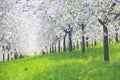 Blooming apple orchard with yellow dandelions in spring Royalty Free Stock Photo