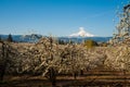 Blooming apple orchards in the Hood River Valley, Oregon Royalty Free Stock Photo