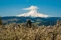 Blooming apple orchards in the Hood River Valley, Oregon Royalty Free Stock Photo