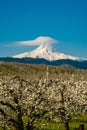 Blooming apple orchards in the Hood River Valley, Oregon Royalty Free Stock Photo