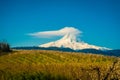 Blooming apple orchards in the Hood River Valley, Oregon Royalty Free Stock Photo