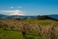 Blooming apple orchards in the Hood River Valley, Oregon Royalty Free Stock Photo