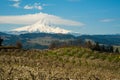 Blooming apple orchards in the Hood River Valley, Oregon Royalty Free Stock Photo