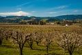 Blooming apple orchards in the Hood River Valley, Oregon Royalty Free Stock Photo