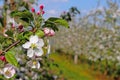 Blooming apple plantation. A young orchard of modern line-up on a spring sunny afternoon. A flower of an apple tree on a blurred b