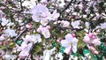 blooming apple tree, apple blossom in spring Royalty Free Stock Photo