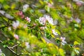 blooming apple tree background