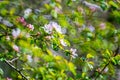 blooming apple tree background