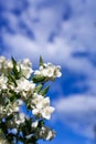 Blooming apple tree on a background of blue sky