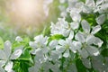 blooming apple tree background, fruit tree branch with white blooming flowers in early spring Royalty Free Stock Photo