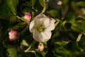 Blooming apple tree on background of green leaves, horizontal photo. Flowers and buds closeup, spring concept, selective focus Royalty Free Stock Photo