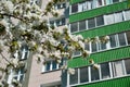 Blooming apple tree on background of multistory building Royalty Free Stock Photo