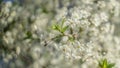 Blooming apple tree, beautiful white flowers against a blue sky, selective focus, soft bokeh. Royalty Free Stock Photo