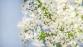 Blooming apple tree, beautiful white flowers against a blue sky, selective focus, soft bokeh. Royalty Free Stock Photo