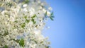 Blooming apple tree, beautiful white flowers against a blue sky, selective focus, soft bokeh. Royalty Free Stock Photo