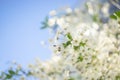 Blooming apple tree, beautiful white flowers against a blue sky, selective focus, soft bokeh. Royalty Free Stock Photo