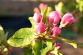 Blooming apple tree