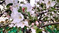 blooming apple tree, apple blossom in spring Royalty Free Stock Photo