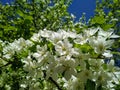 A blooming apple tree against the sky Royalty Free Stock Photo