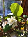 Blooming apple tree bonsai on the window