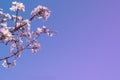 Blooming apple tree brach.