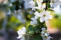 Blooming apple tree branch Royalty Free Stock Photo