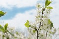 Blooming apple tree branch against the blue sky Royalty Free Stock Photo