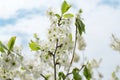 Blooming apple tree branch against the blue sky Royalty Free Stock Photo