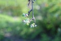 Blooming apple tree branch Royalty Free Stock Photo