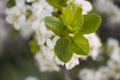 Blooming apple tree branch beautiful background growing Royalty Free Stock Photo