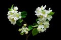 Blooming apple tree branch on a black background Royalty Free Stock Photo