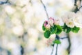 Blooming apple tree branch, early spring concept Royalty Free Stock Photo