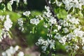 Blooming apple tree branch, early spring concept Royalty Free Stock Photo