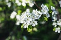 Blooming apple tree branch, early spring concept Royalty Free Stock Photo