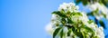 Blooming apple tree branch in garden on blue sky background. Spring cherry flowers close up. Royalty Free Stock Photo