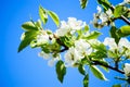 Blooming apple tree branch in garden on blue sky background. Spring cherry flowers close up Royalty Free Stock Photo