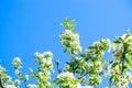 Blooming apple tree branch in garden on blue sky background. Spring cherry flowers close up. Royalty Free Stock Photo