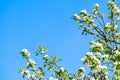 Blooming apple tree branch in garden on blue sky background. Spring cherry flowers close up. Royalty Free Stock Photo