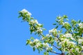 Blooming apple tree branch in garden on blue sky background. Spring cherry flowers close up. Royalty Free Stock Photo