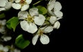 Blooming apple tree branch isolated on a black background Royalty Free Stock Photo