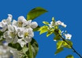 Blooming apple tree branch with large white flowers isolated on a blue background Royalty Free Stock Photo